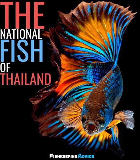 how to order betta fish from thailand